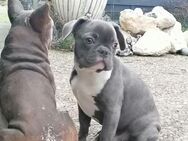 Französische Bulldogge Welpen blau, blue - Nauen