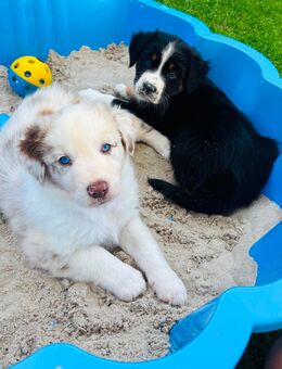 Australian Sheperd - Mölln (Mecklenburg-Vorpommern)