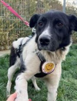 Gulia wartet auf ihre Menschen - München