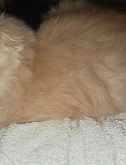 Maine coon kitten Katerchen rot - Heringsdorf (Mecklenburg-Vorpommern)