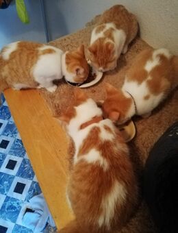 Reinrassige BKH Kitten Rot Weiss Britisch Kurzhaar Babys Mädchen Jungen - Goslar