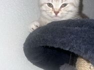 Britisch Kurzhaar Kitten Mädchen - Konstanz Zentrum