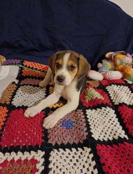 🐶 Susi kleine Beagle-Mix-Hündin - Kassel