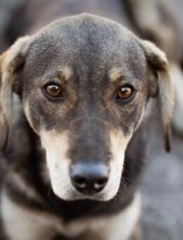 Lebensfrohe ♥Pika♥ sucht treue Menschen - Hamburg