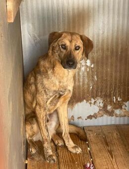 Mattheo sucht erfahrene Pflegestelle - Berlin