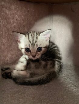 Reinrassige BKH kitten in Tabby - Langerringen