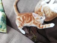 Schöner roter Kater ab 26.06. - Ottersberg