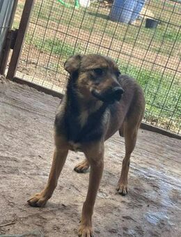 Kleine Hündin B635 sucht ihre Familie - Neuberg