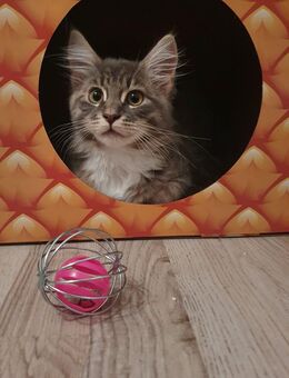 Süsses Maine Coon Mädchen - Eppelborn
