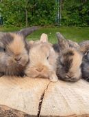 Zwergkaninchen, Mini Lop in 18551