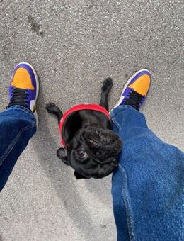 Pumba sucht ein neues Zuhause - Straubing