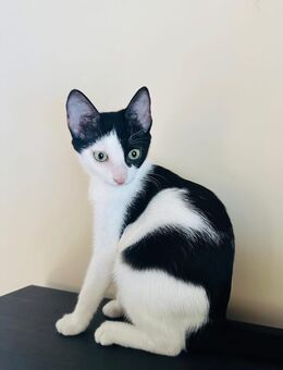 Steinmoon 🐾 hatte Glück im Unglück - Kirchheim (München)