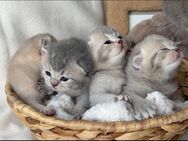 Bkh Kitten suchen bald ein neues Zuhause 🤍 - Remscheid