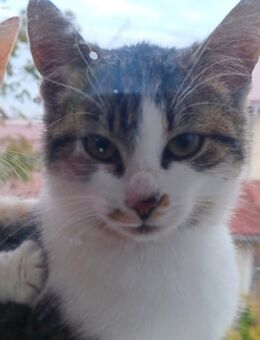 Katze Kätzchen 4 1/2 Monate - Gammelshausen