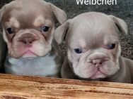 Nur noch 2 mädels ..Französische bulldogge welpen isabella tan mit blauen Augen - Emden