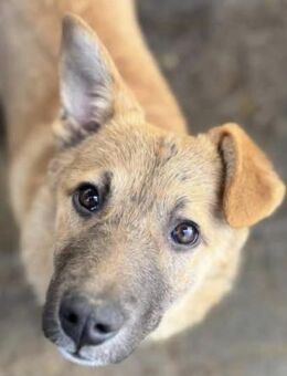KASANA ~ liebenswerter Sonnenschein - Duisburg