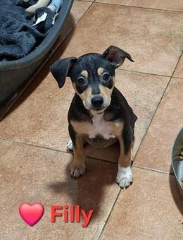 Filly - selbstbewußt und keck - Höchst (Odenwald)