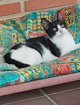 Traumkaterchen Toni (OLC) - Geisenheim