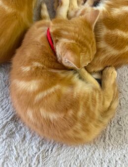3 kleine kater - Bonn Tannenbusch