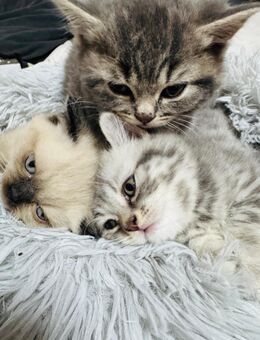 Bkh Katzenbabys tabby - Pfungstadt