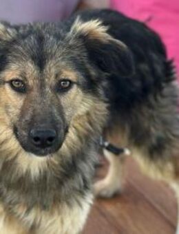 Cookie sucht ihr Für-Immer-Zuhause - Berlin