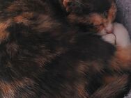 Babykatze/ kleine bunte Katze (weiblich) - Bernburg (Saale)