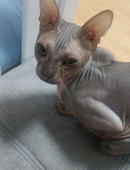 Kater such ein zu Hause - Berlin