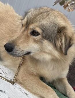 Mogli - Zurückhaltender, lieber Rüde - Berlin