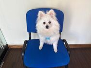Bali (Zwergspitz/Pomeranian) sucht ein neues Zuhause - Frankfurt (Main)