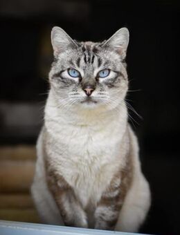 Pichin Sanfter Siam-Mix-Kater - Benediktbeuern