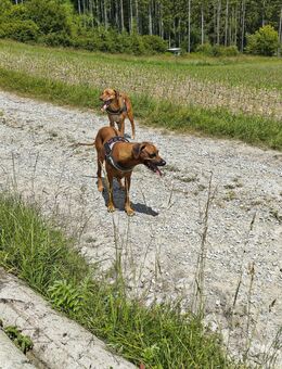 Wurfankündigung Rhodesian Ridgeback Welpen - Oberrot