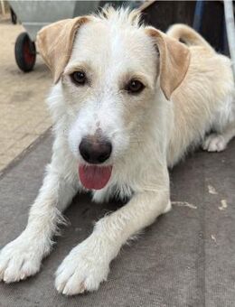 Bela, Hündin kastriert, ca. 4 Jahre - Wegberg