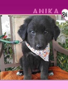 🩷 ANIKA 🩷 - VOLLER HOFFNUNG & TRÄUME! - Alfeld (Leine)