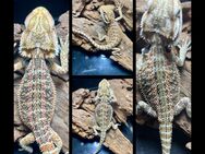 sehr schicke Red Blue Bartagamen Babys (pogona vitticeps) - Hamburg Wandsbek