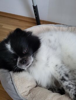 Pomeranian,sucht neues Zuhause - München