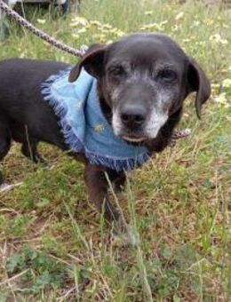 Small Ira, ruhige Hundeomi, ca. 15 Jahre - Vaterstetten