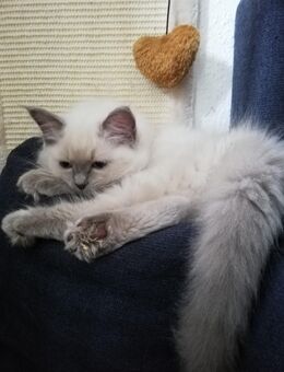 Süße Radgoll Kitten - Calau