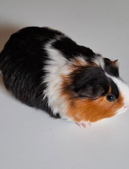 Meerschweinchenweibchen Kurzhaar - Salzgitter