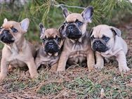 Französische Bulldogge Welpen - Eschelbronn