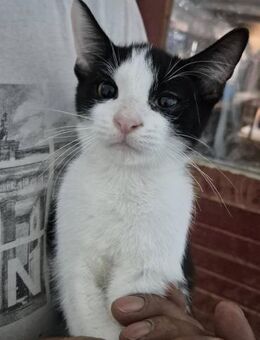 Katerchen Mo stellt sich vor - Köln