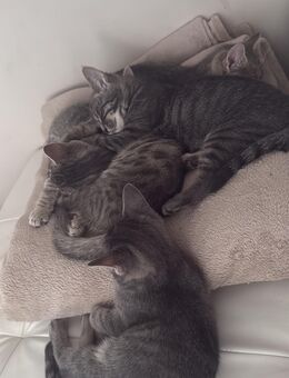 3 Babykatzen / Kitten - Lohkirchen
