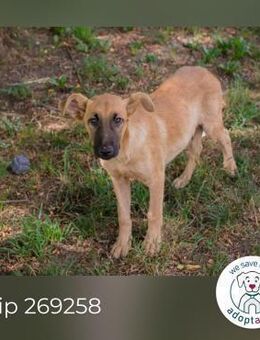 Chip 269258: Hundekind sucht ein Zuhause - Kirchzell