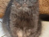 Maine-Coon Mix und Britischlanghaar Mix - Sangerhausen