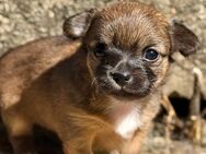 Chihuahua Welpen Langhaar Hündin Ahnentafel - Herschbroich