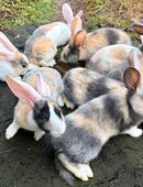 Junge bunte Kaninchen abzugeben in 19260