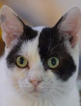 JERRY-offener, verschmuster Jung-Kater - Rösrath