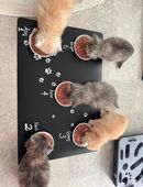 Wunderschöne Perser–Türkisch Angora Mix Kitten suchen ein liebevolles Zuhause in 44628