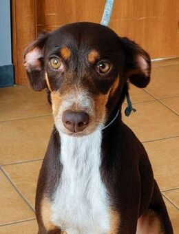 Monica 🧡🧡🧡liebes Zuhause gesucht - Bad Karlshafen