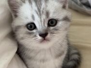 Baby kitten - Berlin Neukölln