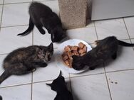 Kleine Katzen - Schlettau Zentrum